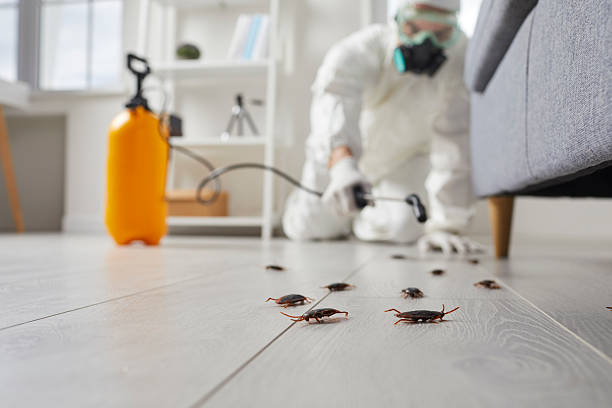 Trusted Cockroach Control service in Hicksville, NY - Nex Pest Control